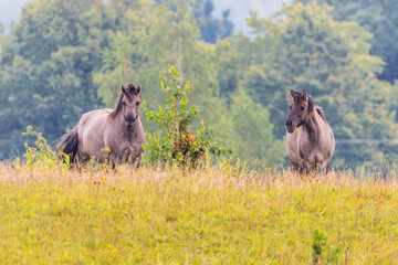 horses © Piotr_Kardas