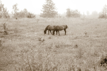 horses © Piotr_Kardas