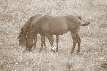 horses © Piotr_Kardas