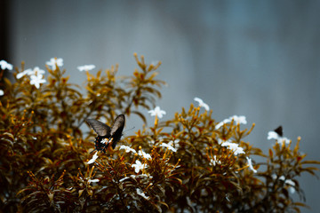 Butterfly gathering nectar from flowers.