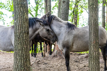 horses © Piotr_Kardas