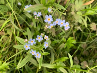 blue flowers on green background