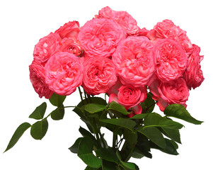 Pink bouquet English rose of David Austin isolated on white background. Macro flower. Wedding card, bride. Greeting. Summer. Flat lay, top view. Love. Valentine's Day