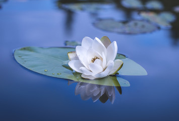 Water lily flower. Nymphaea alba, also known as the European white water lily, white water rose or white nenuphar