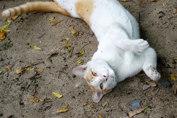A cat was playing on the ground happily.