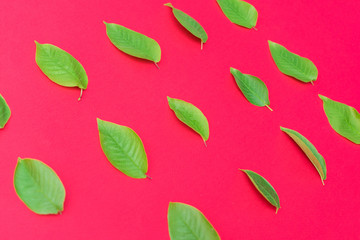 Scattered green leaves, red background, top view