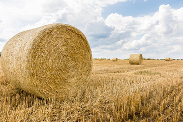 harvest © Piotr_Kardas