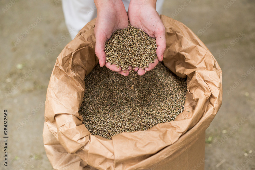 Wall mural Hands taking seeds of CBD hemp from sack in factory