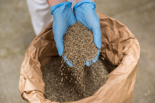 Hands With Blue Latex Gloves Taking Seeds Of CBD Hemp From Sack In Factory Forming Heart