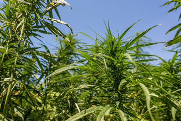 CBD hemp plants buds on marijuana field