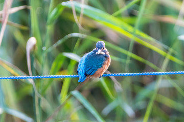 kingfisher