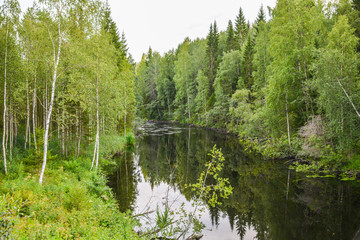 Obraz premium Undisturbed flow of the forest river Tohmayoki among green trees,Karelia,Russia