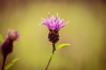 Purple thistle wild flower
