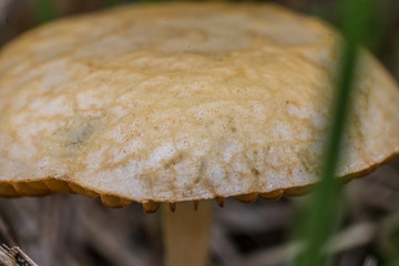 Grzyb na polanie © Piotr_Kardas