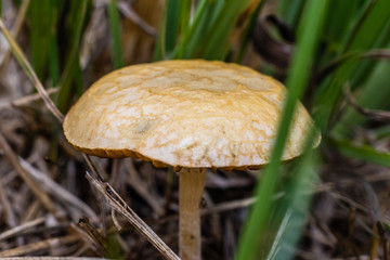 Grzyb na polanie © Piotr_Kardas