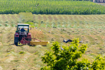 stork © Piotr_Kardas