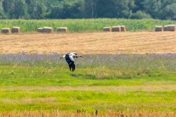 stork © Piotr_Kardas