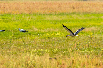 stork © Piotr_Kardas