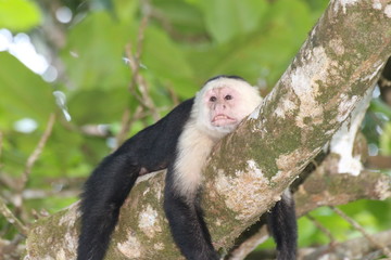 Capuchin-relaxed