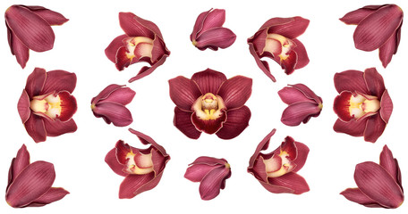 Branch with flowers Cymbidium Orchid. Isolated