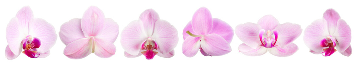 Fototapeta na wymiar Purple orchid flowers shot from various angles. isolated