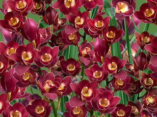 Branch with flowers Cymbidium Orchid. Isolated