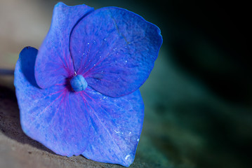 Flower art blue Hydrenga 