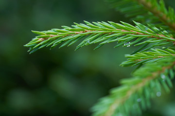 Close-up of green spruce branch of Picea abies. Also known as Norway spruce or European spruce.