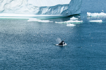 Humpback Whale Hunting © Mathias