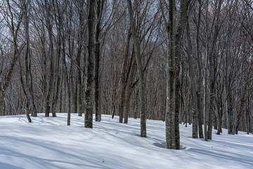 冬のブナ林