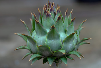 Cardoon flower bud flower art