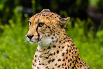 cheetah