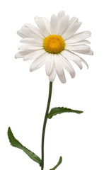 Fototapeta na wymiar One white daisy flower isolated on white background. Flat lay, top view. Floral pattern, object