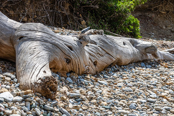 trunk of a tree