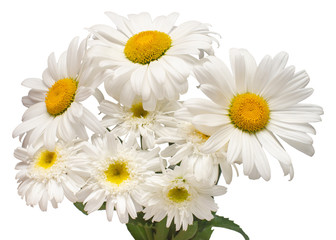 Bouquet white daisy flower isolated on white background. Flat lay, top view. Floral pattern, object