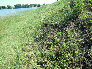 green grass in the garden