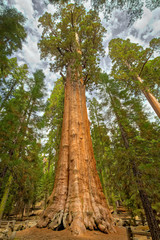 Fototapeta premium Genreal Sherman Giant Sequoia