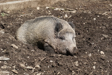 Wildschwein entspannt und satt schläft sich aus