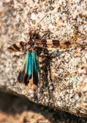 Macro of a blue-winged badlands frenzy on a granite rock surface