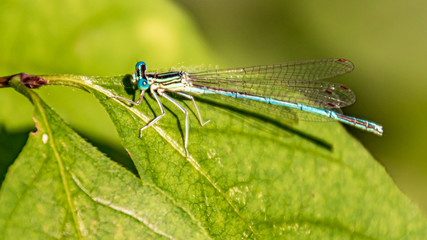 Macro of a beautiful dragonfly on a leaf