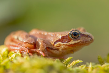 young Frog - Rana temporaria on green moss. The Common Frog, Rana temporaria also known as the European Common Frog