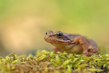 young Frog - Rana temporaria on green moss. The Common Frog, Rana temporaria also known as the European Common Frog