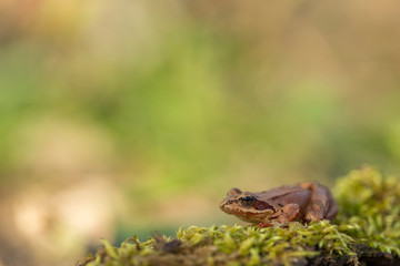 young Frog - Rana temporaria on green moss. The Common Frog, Rana temporaria also known as the European Common Frog