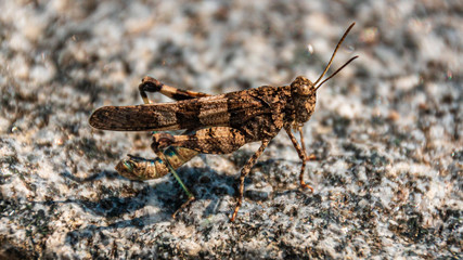 Macro of a blue-winged badlands frenzy on a granite rock surface