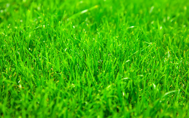 Green grass background