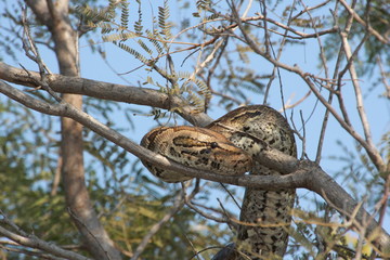 Schlange liegt im Baum