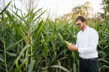 Portrait of a farmer smiling at the camera, looking and checking the cornfield, greens background. Concept: ecology, corn, bio product, inspection, water, natural products, professional, environment.