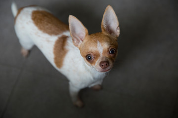  Portrait of a Chihuahua puppy. The puppy is six months old.