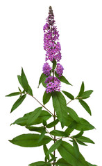 Purple buddleja flower isolated on white background. Flat lay, top view