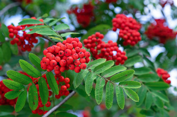 Red rowan berries. Clusters of red rowan berries.